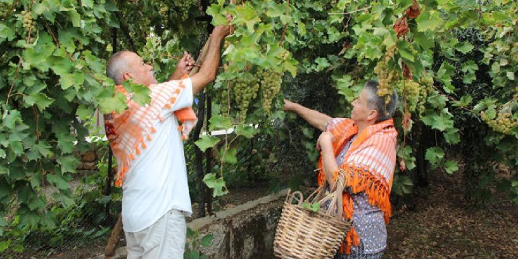 Likyalılardan günümüze uzanan lezzet! Tadı kendine has, raf ömrü uzun: 150 dönümde özenle toplanıyor 1